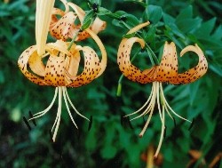 Tiger Lilies