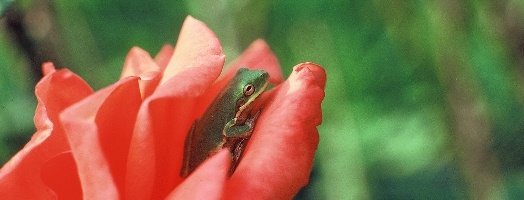 Tree Frog