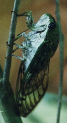 Cicada